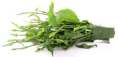 Gymnema plant