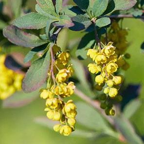 Berberine: The AMPK Activator