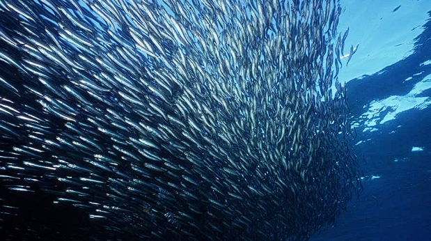 fish-school-001
