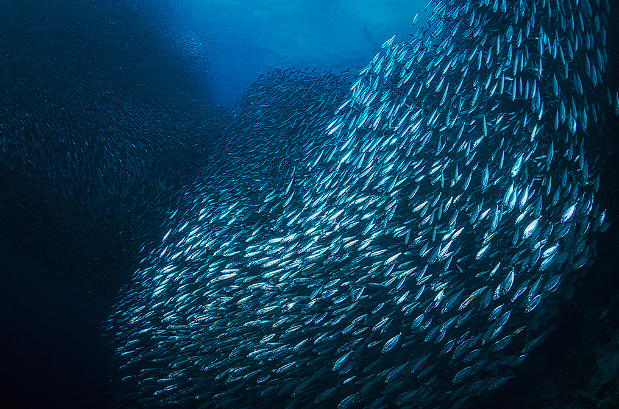 fish-school-002