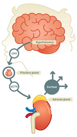 brain